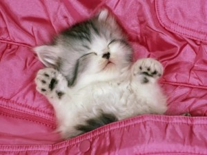 Create meme: Sleeping kitten