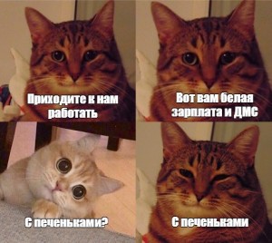 Создать мем: кот, кошки, мем кошка