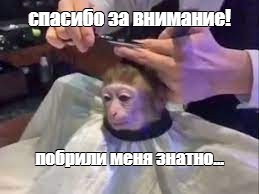 Создать мем: обезьяна в парикмахерской, обезьяну подстригают, обезьянку подстригают