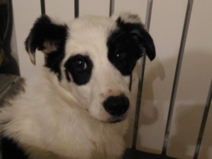Создать мем: якутская лайка купить щенка в череповце, белая собака, border collie