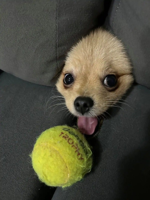Create meme: dog with a ball, the dog is small, funny animals 