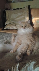 Create meme: Maine Coon, Syktyvkar cat photo, kot marsik photo