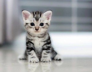 Create meme: very cute kittens