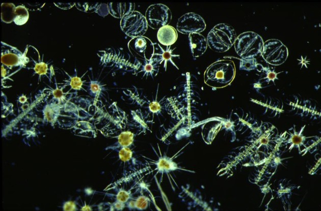 Создать мем: планктон в пруду, фитопланктон диатомовые, планктон и фитопланктон