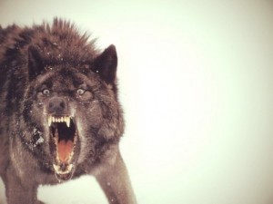 Create meme: loup, kurt resimleri, black wolf