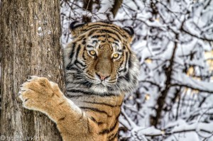 Create meme: the Amur (Ussuri) tiger, Siberian tiger, the Amur tiger