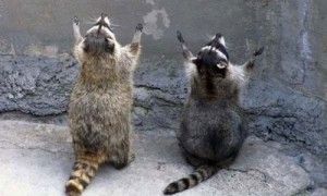 Create meme: God, funny animal, raccoon