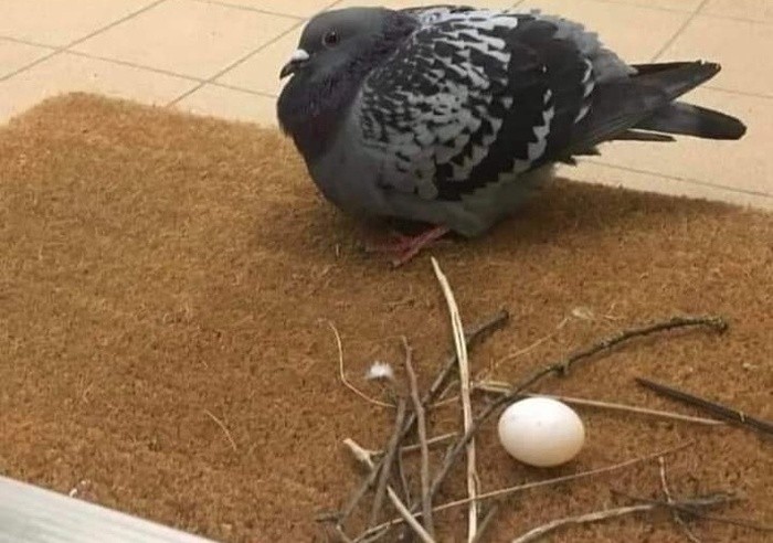 Create meme: acceptable pigeon, the nest of the pigeon meme, pigeons doves