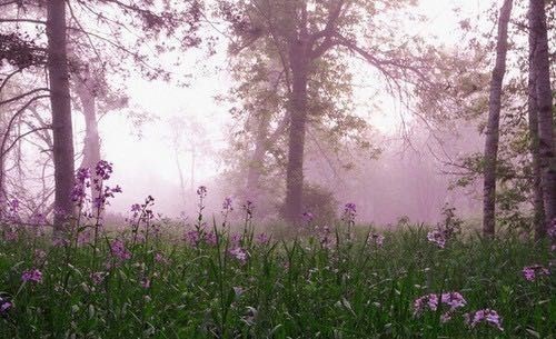 Create meme: a field of flowers in the fog, morning field, The forest is pink in the fog