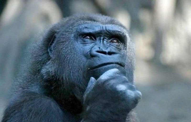 Create meme: brooding gorilla meme, pensive monkey , He thinks it's a joke