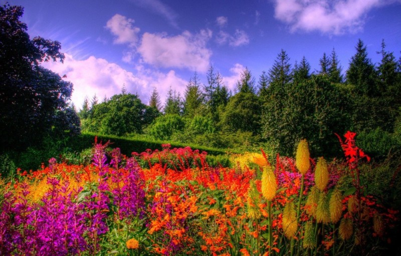 Create meme: summer nature flowers, meadow of flowers, bright nature