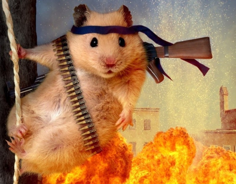 Create meme: evil hamsters, funny hamsters, fighting hamster