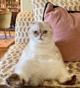 Create meme: lop-eared Scottish fold, Persian cat, Scottish fold cat