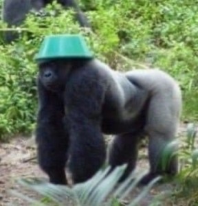 Создать мем: горная горилла, обезьяна горилла, горилла с тазиком на голове