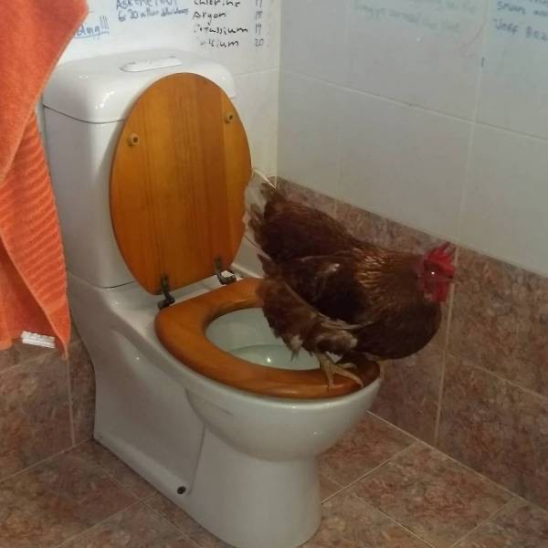 Create meme: chicken on the toilet, toilet , cock on the toilet