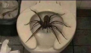 Create meme: the most scary spiders, the biggest spider, huntsman spider