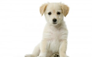 Create meme: puppy, dog on white background pictures, photo of puppy with no background