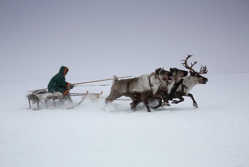 Create meme: reindeer , reindeer , indigenous peoples of the north