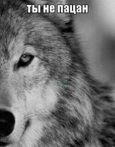 Create meme: photo of a wolf with the words, the picture with the wolves and inscriptions, crying wolf pictures