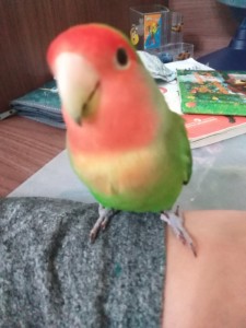 Create meme: rosy-cheeked lovebird, lovebird parrots peach, rosy-cheeked lovebird cremino