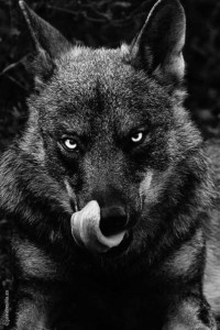 Создать мем: волк, black wolf, Чёрные волки