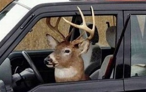 Create meme: taxi driver the deer, deer, the muzzle of the deer