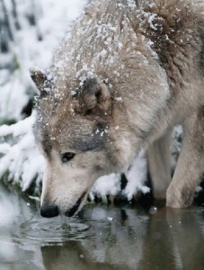 Создать мем: серый волк, волк, волк зимой
