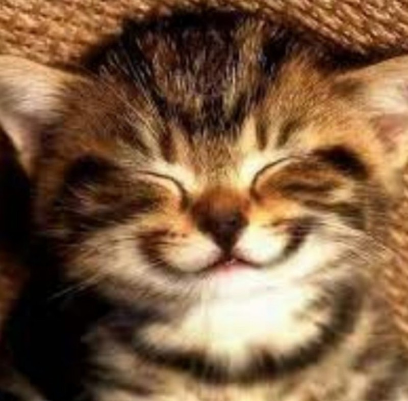 Создать мем: улыбающийся котенок, кошечка улыбается, кот улыбка