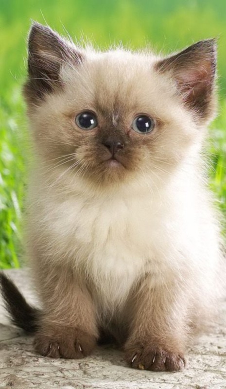 Create meme: cute cats , very beautiful cats, Siamese kittens 