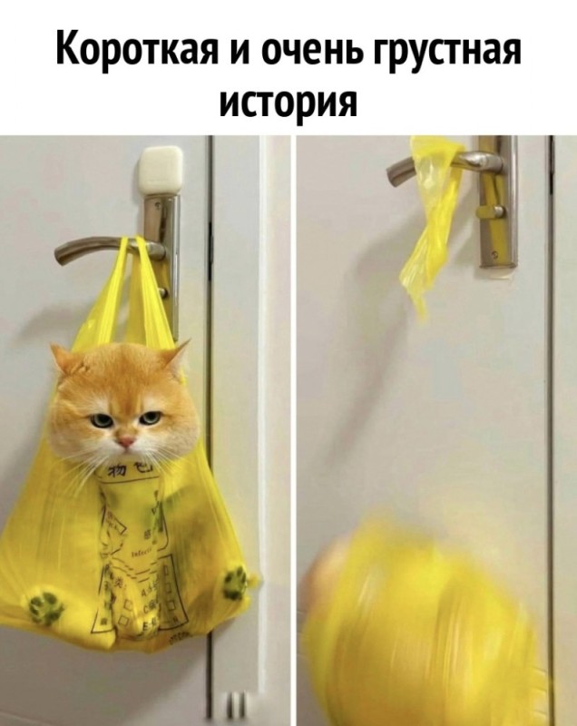 Создать мем: кошка, кот, кошки смешные