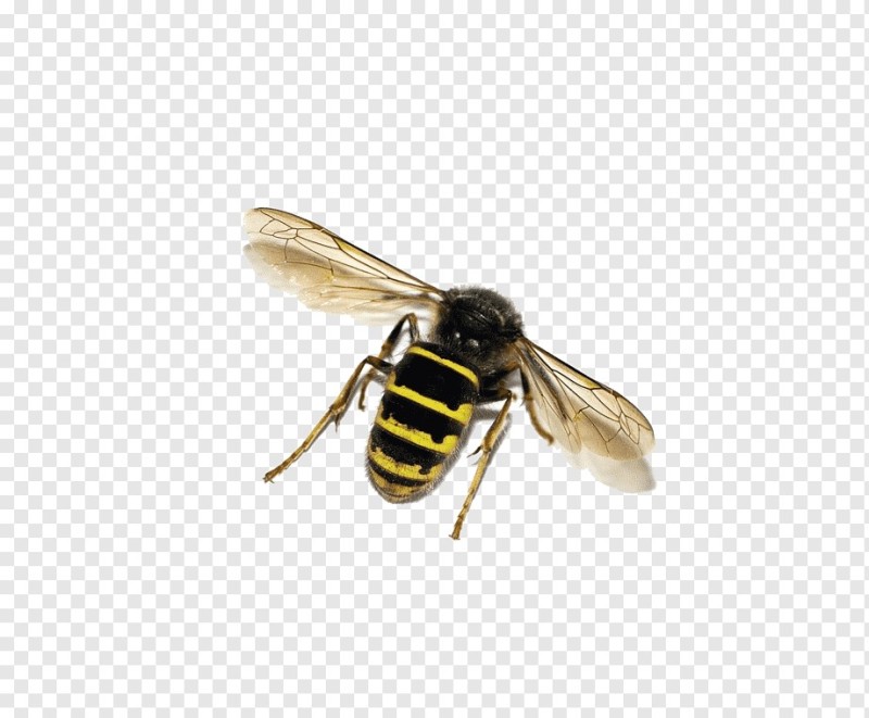 Create meme: wasp on a transparent background, the white bee, wasp on a white background