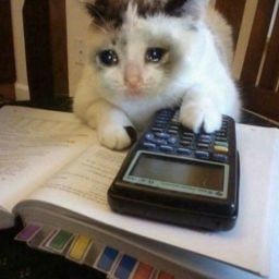Создать мем: кот, кот финансист мем, кошка счетовод