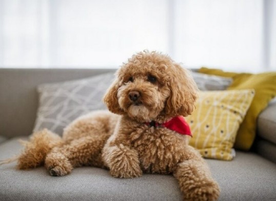 Create meme: toy poodle , teddy the poodle maltipu, brown toy poodle