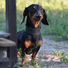 Create meme: Dachshund , dog Dachshund, breed Dachshund