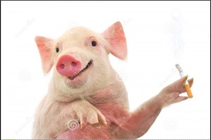 Create meme: pig, the pig's face
