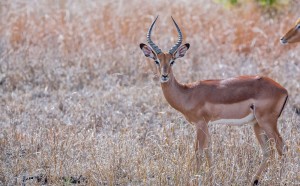 Create meme: horned antelope, antelopes antelopes, Gazelle antelope