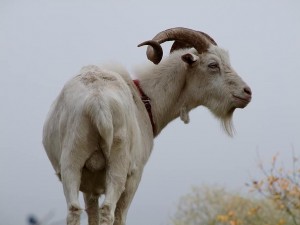 Create meme: goat horns, goat animal, goat