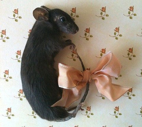 Создать мем: крыса дамбо, черная мышка, крыса дамбо черный соболь
