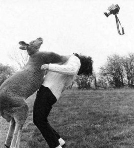 Create meme: funny animals, kangaroo, riding a kangaroo