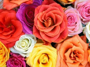 Создать мем: bunga, роза чайно гибридная, güller
