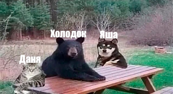 Create meme: waiting for sanctions bear, the bear is waiting, cat 