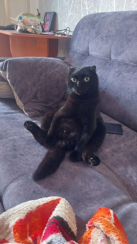 Create meme: lop - eared black cat, British lop-eared cat black, cat Scottish fold
