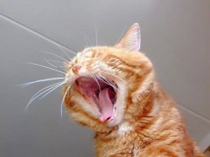 Create meme: The cat shouts
