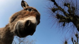 Create meme: animals, a donkey is an animal, donkey smiles