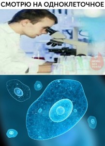 Create meme: the common amoeba, biology, memes