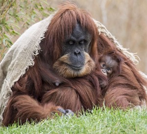 Create meme: Sumatran orangutan, the baby orangutan