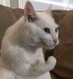 Create meme: cats, crying cat meme, crying white cat