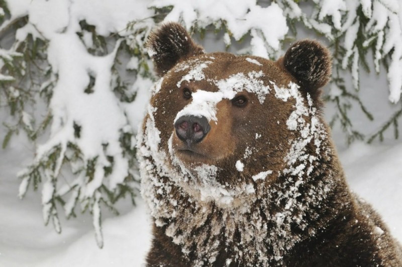 Create meme: The bear smiles in the snow, forest bear, A bear in a snowdrift