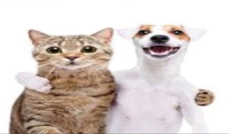 Create meme: cat , funny animals , animals 