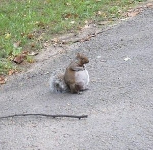 Create meme: squirrel, pregnant squirrel on the road, pregnant photos pregnant protein protein
